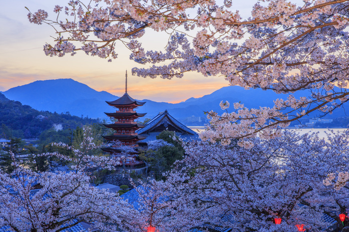 Miyajima Island, Hiroshima Prefecture: Evening view of the five-story pagoda and Senjo-kaku Pavilion with cherry blossoms