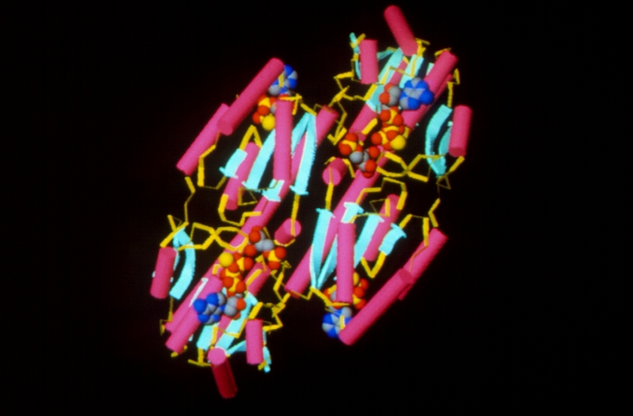Computer graphics of the enzyme phosphofructo- kinase binding to its substrate, fructose-6- phosphate, cofactor ATP and effector ADP. This enzyme is important in the metabolic processes in which energy is released from sugar. (pink & blue)