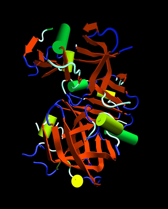Pepsin enzyme. Computer graphic of the protein- digesting enzyme pepsin. It is a protease enzyme that is secreted as part of gastric juice into the stomach in an inactive form known as pepsinogen. When it comes into contact with hydrochloric acid it is converted into the active form that hydrolyses proteins into smaller polypeptides (peptones). The active site of the enzyme is the cleft at centre left. The molecule's secondary structure consists of coiled or folded units, seen as green & yellow cylinders (alpha helices) and red arrows (beta or pleated sheets), which give the molecule energetic stability.