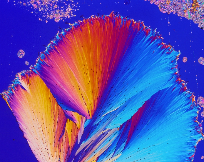 Female sex hormone. Polarised light micrograph of crystals of Oestradiol, also known as beta- Estradiol. This is the most potent of the six naturally-occurring oestrogens, the class of hormones associated with the development of female reproductive structures and secondary sex characteristics (such as breast formation). Oestradiol is secreted by the ovaries, and is the major controlling hormone in the regulation of the menstrual cycle. In men excessive production of oestradiol leads to feminization. Magnification: x20 at 6x7cm size.