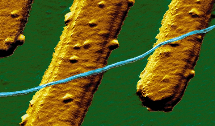 *** ABOVE CREDIT MUST BE PRINTED IN FULL *** World's smallest electrical wire. Coloured Atomic Force Micrograph (AFM) tapping-mode image of a carbon nanotube wire (blue) on platinum electrodes (yellow). The nanotube is 1. 5 nanometres across, a mere 10 atoms wide. It was made by firing a laser at a mixture of carbon, nickel and cobalt to make spherical carbon fullerene molecules join together to form a tube. Besides the potential to miniaturise electronic components, the nanotube's small size gives it special properties that could be used to make entirely new devices. Magnification: x120,000 at 5x7cm size.