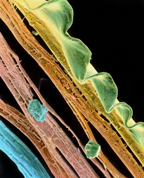 Torn plastic. Coloured scanning electron micrograph of the edge of a torn confectionery wrapper. The wrapper is made from polypropylene, and the fine structure seen here is typical of tensile stress failure of the material. The undulating feature is the surface of the plastic. Magnification: x440 at 6x7cm size. x1468 at 8x10ins