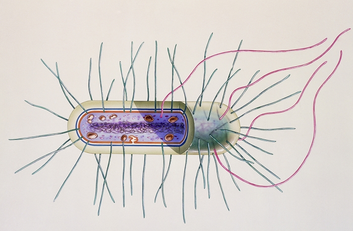 Bacterial cell. Illustration of a typical bacterial cell, sectioned to reveal its internal structures. Bacteria are prokaryotes, simple organisms without a nuclear membrane or membrane- bound organelles. The outermost layers shown here are the capsule (green) with long thin flagellae (pink). Both these structures are only present in some species. The next layers are the cell wall (blue) and the cytoplasmic membrane (orange). Intracellular inclusions (brown) are shown in the cytoplasm (purple). Along the centre of the cell cytoplasm is the nuclear material (black lines).
