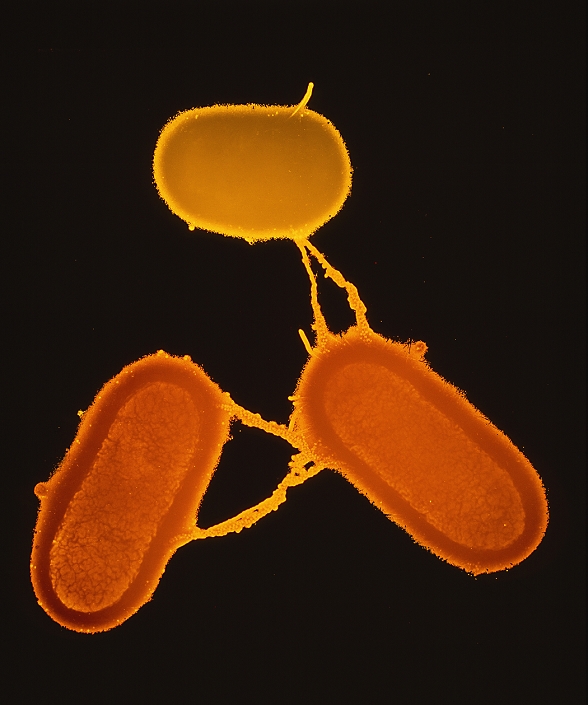 False-colour transmission electron micrograph (TEM) of a male Escherichia coli bacterium (bottom left) conjugating with two females. Sex between bacteria was discovered in 1946, & involves transfer of DNA. Maleness in E. coli is associated with long, hollow surface hairs called F-pili. This male has attached 2 F-pili to each of the females & DNA is transferred between them through their hollow cores. The tiny bodies that cover the F-pili are MS2 bacteriophages, a type of virus that attacks bacteria & binds specifically to F- pili. Magnification: x11,250 at 6x7cm size, x5000 at 35mm size. Rossdale colouring. Original is BW print B230/025. Reference: MICROCOSMOS, figure 5.11, page 94.