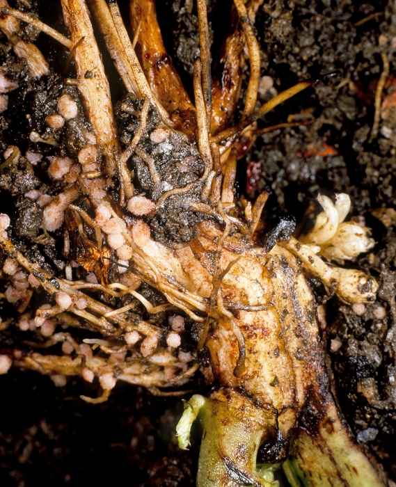 Macrophotograph of root nodules on the roots of the broad bean Vicia faba, caused by the nitrogen-fixing bacteria Rhizobium sp. The bacteria convert atmospheric nitrogen into a usable organic form, something the broad bean cannot do for itself, but which is nutritionally necessary for its survival. Bacteria infect the plant through root hairs, forming an infection thread, which conveys them from the entry point to the nodule site.