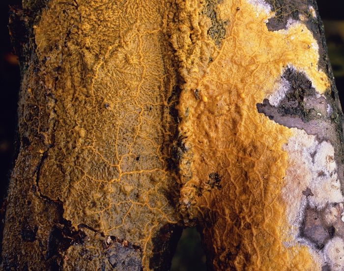 Close-up of a giant, yellow slime mould (class Myxomycetes) in the vegetative phase, growing on the bark of a tree. Slime moulds are commonly found on moist, decaying wood and other organic substrata. They are grouped together with the Fungi but are probably not related. In this phase the slime mould consists of multinucleate naked masses of protoplasm, known as plasmodia, which in this species are organised in a vein-like network. The cytoplasm flows in these structures at a rate of about 1mm per second. The plasmodia feed by engulfing bacteria and fungal cells and under favourable conditions they give rise to spores.