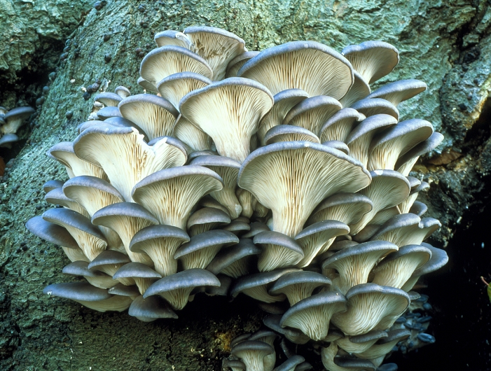 Oyster mushrooms (Pleurotus ostreatus) growing on a tree trunk. These fruiting bodies are produced in large clusters by the fungus year-round, and are usually found on stumps and fallen or standing deciduous trees, especially beech. The blue-grey mushrooms are edible.