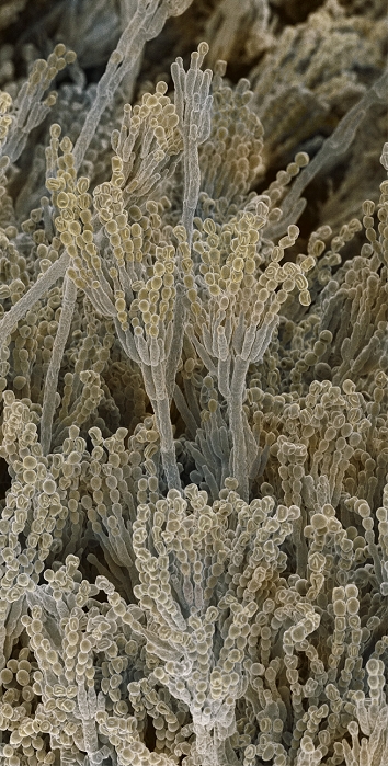 A type of blue green mold  Date of photograph unknown  Penicillium fungal spores. Coloured scanning electron micrograph  SEM  of fruiting bodies of the fungus Penicillium roqueforti. These fruiting bodies  conidiophores  consist of branching chains of spores  conidia, bead like structures . The mature spores germinate to form new fungi. Penicillium roqueforti is used commercially in the fermentation of blue veined cheeses. Magnification: x310 at 6x7cm size.