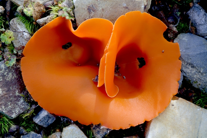 Orange peel fungus (Aleuria aurantia) amongst gravel. This cup fungus has no stem and grows on top of the ground. It is gregarious and widespread. It is edible.