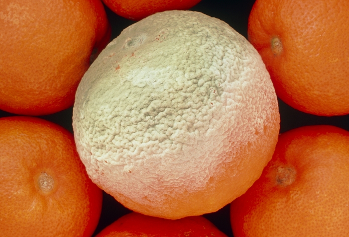 Food spoilage. An orange covered with a greenish mould, probably a species of Penicillium. There are over 100 species of Penicillium, two of which are known to cause decay of citrus fruits, P. italicum and P. digitatum. Air-borne spores alight on the fruit and germinate, absorbing nutrients for growth via radiating filaments called hyphae. Each mass of hyphae, called a mycelium, generates aerial branches bearing fruiting bodies consisting of new spores. These appear green in the case of Penicillium and green, blue, yellow or black in the case of other Plectascales. The new spores are dispersed by air movements.