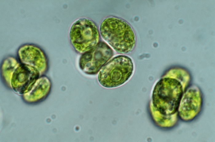 Chlorella algae. Light micrograph of Chlorella vulgaris, a unicellular green alga which inhabits freshwater ponds and lakes. The non-motile, globular cells may be solitary or aggregated into groups. Chlorella reproduces asexually by dividing into four daughter cells or spores, as seen here. The daughter cells will eventually break out of the mother cell's cell wall. Magnification: approximately x2000 when printed 10cm wide.