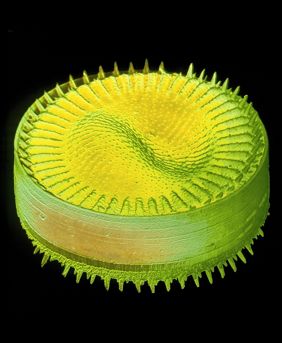 False-colour scanning electron micrograph (SEM) of Cyclotella meneghiniana, a diatom found in the brackish water of saline or polluted streams & lakes. Diatoms are a type of alga. They consist of two valves, made of silica, which fit together like the top & bottom of a box. The valves are often decorated with tiny pores, ridges, spikes or other projections. This SEM shows clearly the surface of one valve & the broad 'girdle' connecting it to the other valve. Magnification: x1785 at 6x6cm size. JBU colouring: green & yellow. BW original is B305/17M.