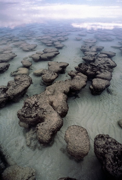 Stromatolite  Date of photograph unknown  Stromatolite structures found at Shark Bay, Western Australia. Microscopic examination shows them to be composed of numerous cyanobacteria  formerly blue green algae , which have been preserved due to their ability to secrete calcium carbonate and form large stony cushion like masses. These masses are among the oldest organic remains to have been found, ranging from 2000 to 3000 million years old. In costal waters such as Shark Bay stromatolite formation continues today.