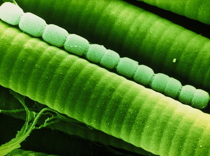 False-colour scanning electron micrograph (SEM) of two species of blue-green algae, Microcoleus and Anabaena sp. The large cylindrical algae are Microcoleus, the small, bead-like string of cells is Anabaena. Blue-green algae get energy directly from sunlight, converting it into a chemically usable form by means of photosynthetic membranes (chloroplasts). Anabaena also contains specialised cells called heterocysts which help to fix atmospheric nitrogen in the soil. Anabaena is therefore valuable to farmers since it increases soil fertility & crop yields. Magnification: x1750 at 6x4.5cm size.
