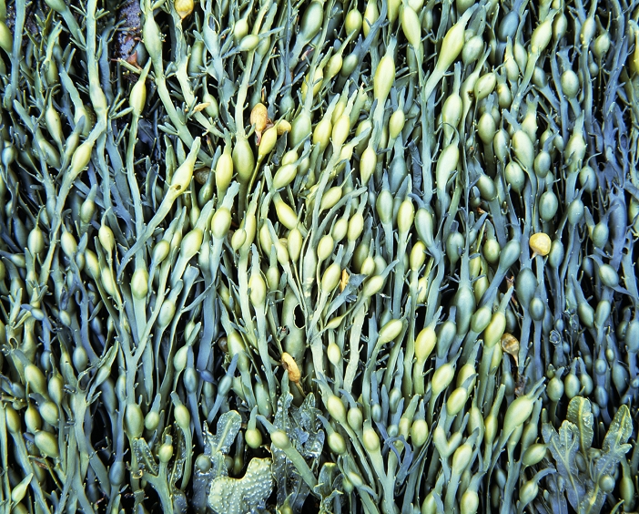 Seaweed. A patch of dark green seaweed exposed at low tide. The swollen, round structures are air bladders, which keep the seaweed buoyant when submerged. The tough, leathery fronds, which are anchored to rocks in the intertidal zone of the shore, can survive repeated bashing by waves dur- ing rising tides. Seaweeds belong to a primitive group of plants called algae. Like other algae, they lack leaves, roots, flowers and veins, but like all plants, they can photosynthesise (use the Sun's energy). Seaweeds have found a variety of commercial uses from human food to production of the jelly-making substance agar. Photographed in the west coast of Scotland, UK.