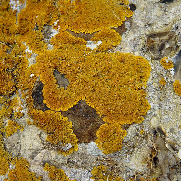 Macrophotograph of a lichen Xanthoria aureola, growing on a flint church wall, Norfolk, UK, showing orange disc-shaped apothecia or spore producing bodies. Visible also are isidia, small warty outgrowths which detach & start a new plant. Symbiotic organisms, lichens consist of an algal & a fungal partner. The fungus benefits from the photosynthetic activity of the alga. The advantage to the alga remains unclear, but may lie in protection from drought & intense light. Slow growing organisms (1-2mm per year), they live to immense ages, colonising tree trunks, soil, rock, & mortar. Lichens are sensitive to sulphur dioxide & hence used to monitor air pollution.