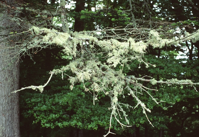 Lichen (Usnea subfloridana) growing on a branch of a fir tree. This lichen is a good indicator of air quality, as it is intolerant of high sulphur dioxide concentrations. A lichen is a symbiotic organism comprising a fungus and an alga. The alga produces nutrients for the fungus by photosynthesis. Photographed in western Scotland.