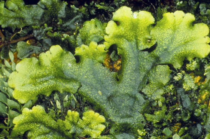 Liverwort. The thallus (undifferentiated plant body) of a thalloid liverwort. Liverworts (class Hepaticae) are related to mosses. They grow in damp habitats and are found on the ground, and sometimes on tree bark. They have no true vascular tissue, but are attached to the ground by means of root-like rhizoids which are also responsible for some absorption of water and nutrients. Liverworts can reproduce vegetatively by fragmentation of the thallus or by producing specialised cell masses called gemmae. They also reproduce sexually by means of separate male and female structures which develop on the thallus, producing spermatozoids and egg cells respectively.