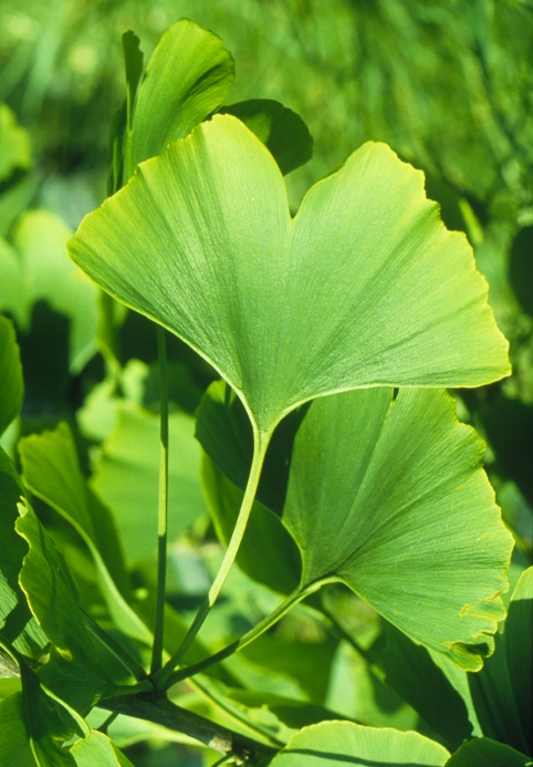 Ginkgo leaves. Leaves of the Chinese maidenhair tree, Ginkgo biloba. These two- lobed leaves are unique among trees in having no midrib and no network of veins; rather the leaves have a constantly branching fan of veins from the base of the leaf. The leaves turn a golden yellow in autumn. This species of maidenhair tree is the only living representative of the ancient Ginkgoales (family: Ginkgoaceae). Ginkgo biloba has separate male and female plants. The tree is adaptable to almost any climate, and from China it was successfully introduced into Europe early in the 18th century.