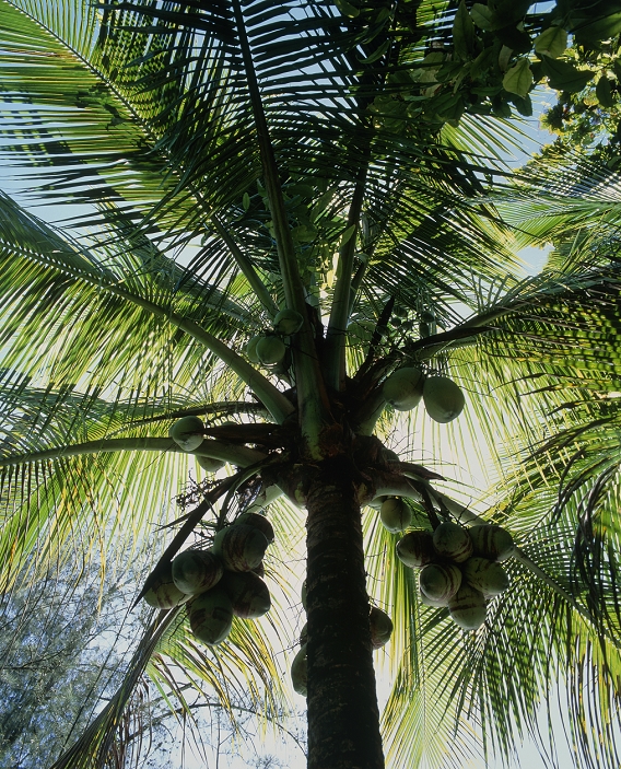 Coconut palm. Coconut palm, Cocos nucifera, bearing fruit (coconuts). Coconut palms grow around the world in tropical regions. The palm has a single trunk which is up to 30 metres tall and is capped by a crown of leaves which are up to 3 metres long. The palm's fruit grow in clusters of 10-20 nuts. The inner lining of the coconuts can be eaten or used to make oils. Various other parts of the tree are also edible. The leaves can be used to make thatched roofs, mats and baskets. Photographed in Hawaii, USA.