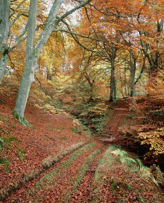 Beech wood. Autumnal scene of trees in a deciduous woodland of Common Beech, Fagus sylvatica. (See photo B601/107 for the same scene in spring, B601/126 in winter, B601/127 in summer). Photographed in Northumberland, England.