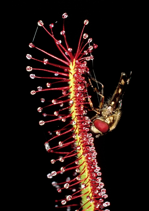 Insectivorous plant, African long stemmed mousselike moss  Date of photograph unknown  Macrophotograph of an insectivorous plant, the Cape sundew, Drosera capensis, showing a hoverfly  family Syrphidae  caught fast by the plant. The sundew ensares its victims by means of tentacles capped by sticky glands, which simultaneously attract   capture the insect as it forages for food. Any subsequent struggle stimulates the tentacles, which slowly move in, further entangling the insect. Enzymes are secreted which digest the insect. This mechanism has evolved to supplement the diet of the sundew, which grows in mineral deficient environments such as uplands   bogs. Nitrogen in particular is obtained from the insect. Mag: X1.5  35mm .