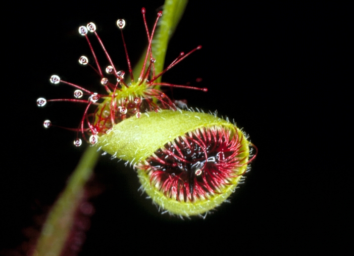 Insectivorous plant, African long stemmed mousselike moss  Date of photograph unknown  Macrophotograph of an insectivorous plant, the Cape sundew, Drosera capensis, in which a leaf has curled around the body of a victim, a common house fly Musca domestica. The sundew ensares its victims by means of tentacles capped by sticky glands, which simultaneously attract   capture the insect. Subsequent struggle stimulates the tentacles, which slowly entangle the insect. Large insects cause the whole leaf to curl. Enzymes are secreted to digest the insect. This mechanism has evolved to supplement the diet of the sundew, growing in mineral deficient environments such as uplands   bogs. Nitrogen in particular is obtained. Mag: X1.2  35mm .