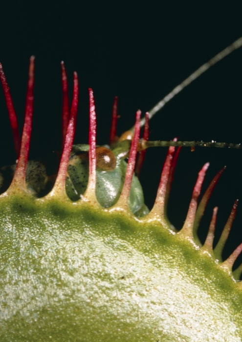 Macrophotograph of the insectivorous plant Venus fly trap, Dionaea muscipula, showing the head & antennae of an oak bush cricket Meconema thalassinum trapped in a leaf. The leaves are designed like a sophisticated mechanical trap; they are two-lobed, with a central rib that functions like a hinge. The edge of each lobe has long thin spines which interlock to form a prison when the lobes close on an insect. The closure of the leaf is triggered by three touch-sensitive hairs on the inner surface of each lobe. The leaf secretes an enzyme which decomposes the soft parts of the insect, releasing carbon & nitrogen for the plant's use. Magnification: x2 at 35mm size
