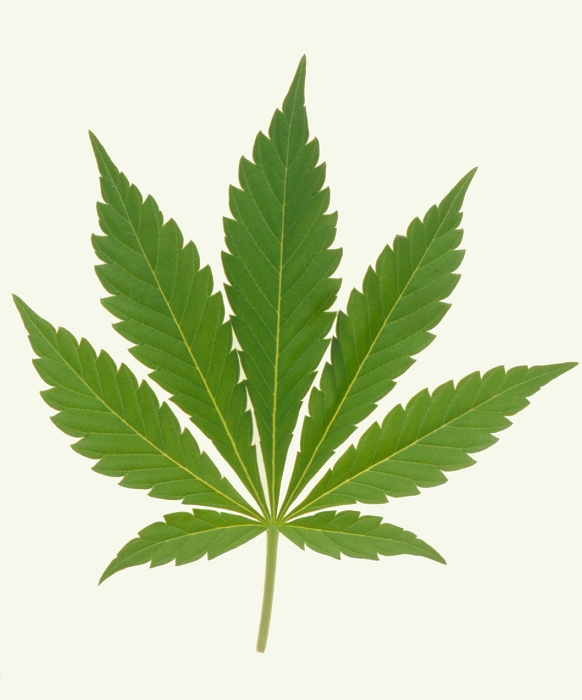 Cannabis. Leaf of the hemp or marijuana plant, Cannabis sativa, a native of central Asia. Cannabis is cultivated for three products: fibre from the stems, seed oil and an intoxicating drug. The plant is a fast-growing annual and a common weed in northern India which can grow to over five metres tall with numerous side branches. Male and female flowers are borne on different plants. The drug is produced in minute resin glands on the plant surface, and is most concentrated in female flowers. These grow into large swollen buds called sinsemilla ('without seed') if deprived of pollen.
