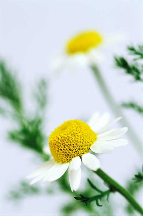 Chamomile flowers (Chamaemelum nobile, or Anthemis nobilis). The chamomile is a plant valued for its medicinal properties. Infusions made from the flowers can be drunk for their calming, sedative effect. Preparations of this plant are also applied to swellings to reduce inflammation and pain. It is native to Europe, but has been introduced around the world.