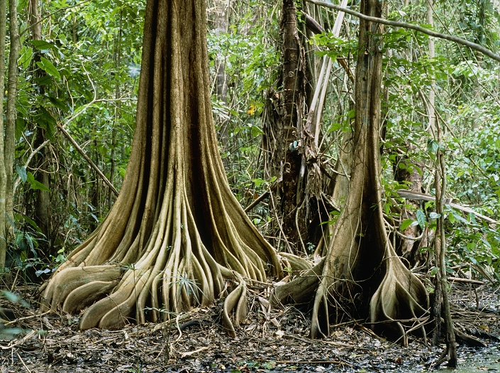 Buttress roots on an unidentified tree in the Nariva freshwater swamp, Trinidad. The roots arise from the trunk above soil level, radiating out in all directions and resembling the buttresses used in building technology. They serve to stabilise the tree in the marshy, unstable mud of the swamp.