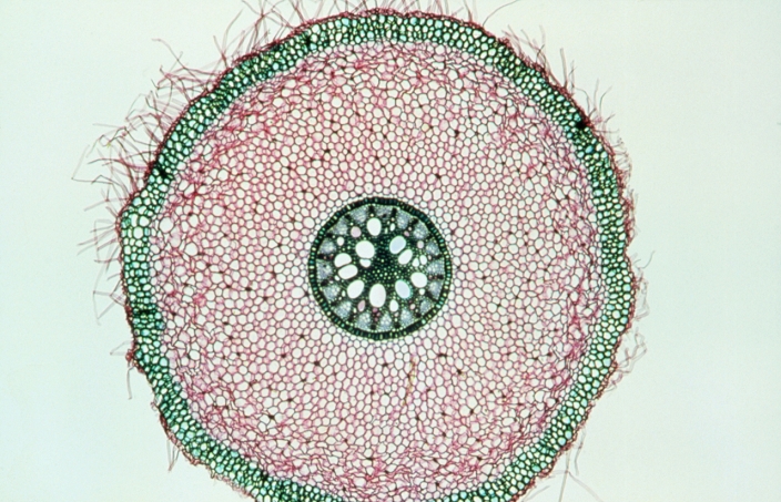 Light micrograph of a transverse section through the root of an Iris, a monocotyledon, showing the central vascular tissues (green), the cortex (large-celled pink tissue) and an outer piliferous layer bearing numerous water-absorbing root hairs. The central vascular tissues are surrounded by a single layer of cells known as the endodermis (dark green ring). Within this is a star-shaped region of dark green xylem, with bays of pale green phloem lying between the arms of the star. The large white cells are water- conducting meta- xylem vessels, surrounding a small central region of parenchymatous pith. Magnification unknown.