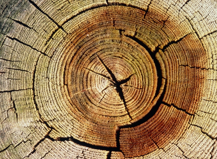 Cross section through an old & weathered log from an elm tree. The difference between the heart wood (dark) and the sap wood (light) is seen clearly. Sap wood is saturated with water and contains the living cells of the conducting tissue. After 10-15 years sap wood is converted into heart wood, which is a completely lifeless, dry tissue. Because it is dry and less likely to warp or crack, heart wood is preferred in the timber trade. Hardwood trees such as oak contain more heart wood than the softwoods, such as pine, and are preferred as timber. The concentric rings here correspond to annual growth rings, a count of which would indicate the age of the tree.