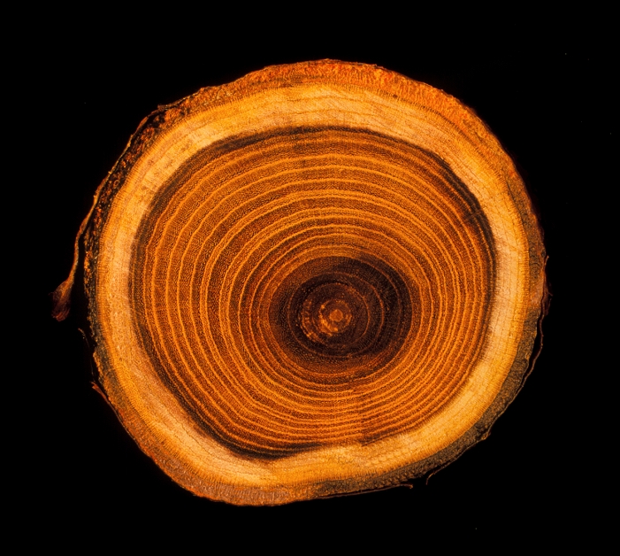 Tree growth rings. Cross-section through the trunk of a Laburnum sp. tree (family: Leguminosae) showing the circular bands of growth rings. Also seen is the tree's outer surface (bark). Each of the growth rings represents a year of growth for the tree. Counting these rings reveals the tree's age at felling. This tree can be seen to have been at least 16 years old. The rings can also give information on environmental conditions at the time of growth. Thick rings, for instance, indicate excellent growth conditions for the tree.