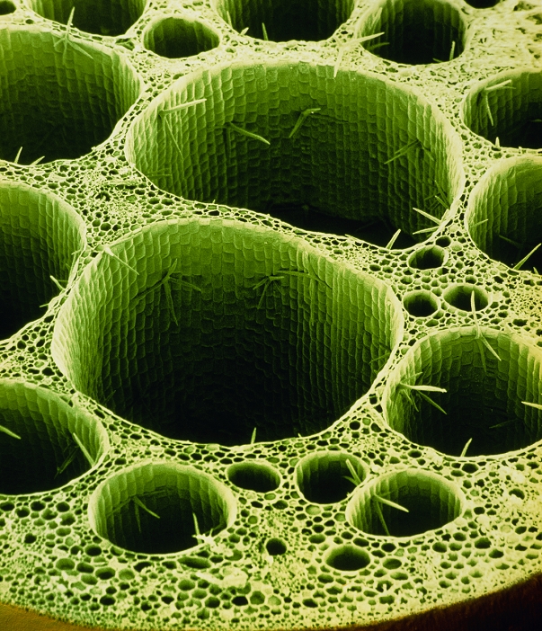 False colour scanning electron micrograph of a section across a cut leaf petiole (stalk) of the water lily Nymphaea album. The water lily has overcome the difficulty of getting air to its submerged roots by having large diameter open tubes within the leaf petiole. These hollow tubes are connected directly to large air spaces in the leaves, which contribute to the plant's bouyancy. The tubes are lined with epidermal cells & studded with branched trichomes (hairs, centre). Some tubes contain crystals of calcium oxalate (not seen). Their function is unknown. Oxalate is poisonous & may act as a deterrent to burrowing animals. Magnification: x10 at 6x4.5cm size.