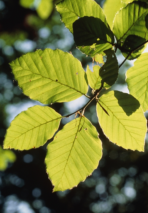 Illustration of the process of photosynthesis, showing sunlight shining of the surface of leaves of Fagus sylvatica, the common or European beech. Photosynthesis involves the action of sunlight on the green pigment chlorophyll to provide energy necessary for the synthesis of carbohydrates from carbon dioxide and water. This type of nutrition is known as autotrophic; animal nutrition, where energy is derived from an external supply of food, is termed heterotrophic.