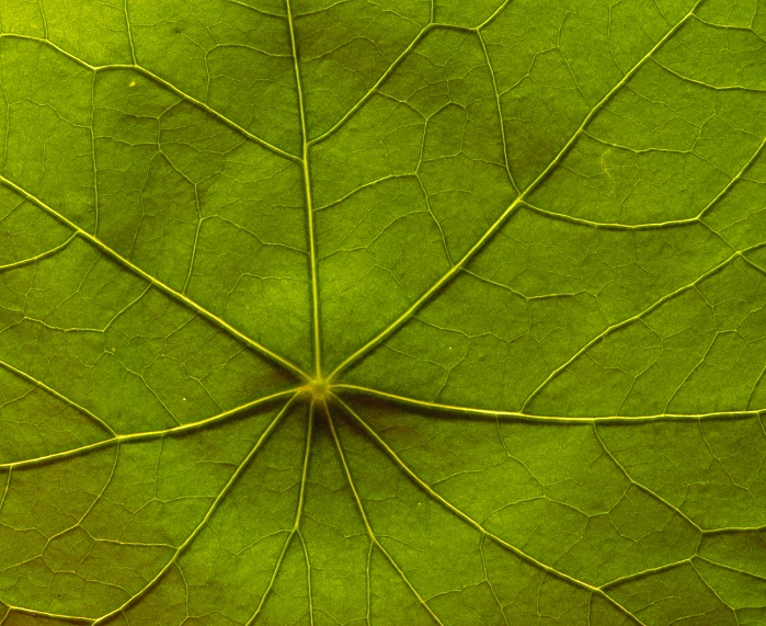 Leaf veins. Macrophotograph of leaf veins in a nasturtium (Tropaeolum majus). A radial pattern of leaf veins branches from the leaf stalk in nasturtium leaves. These veins then branch further to produce an elaborate network of vessels that supply the leaf with water and minerals and carry food (carbohydrates) out of the leaf. The net-like branching arrangement distinguishes dicotyledonous flowering plants from the monocotyledons, which have narrow leaves and parallel veins.