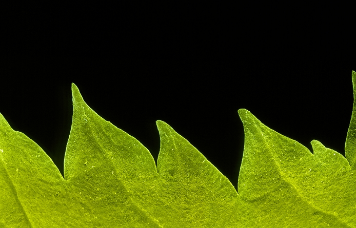 Rose leaf. Coloured scanning electron micrograph (SEM) of the edge of a serrated leaf of a Garden Rose, Rosa sp. The term 'serrated' refers to the sharply cut indentations in the margin of a leaf, as found in the Garden Rose and certain other plants. Leaf shapes, including their edges, are important features in the recognition of plants. Serrated leaves, like thorns, may play a role in protecting the plant against being eaten by herbivores. The raised structures on this leaf are the leaf veins. Magnification: x10 at 6x9cm size. Magnification: x31 at 13x25cm size.