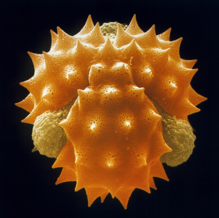 Chamomile pollen. Coloured scanning electron micrograph (SEM) of a single tricolporate pollen grain from a German chamomile flower, Matricaria recutita. Pollen grains are the male sexual spores that are discharged from the male part of the flower. They contain the gamete that fertilizes the female ovule to form a seed. This pollen has 3 furrows from each of which protrudes a bulge or pore (light brown) and is thus classified as 'tricolporate'. German chamomile relies on insects to carry the pollen to another flower. The spikes (orange) help the pollen grain to attach itself to an insect for this purpose. Magnification: x2000 at 6x6cm size Magnification: x4000 at 5x5' size.