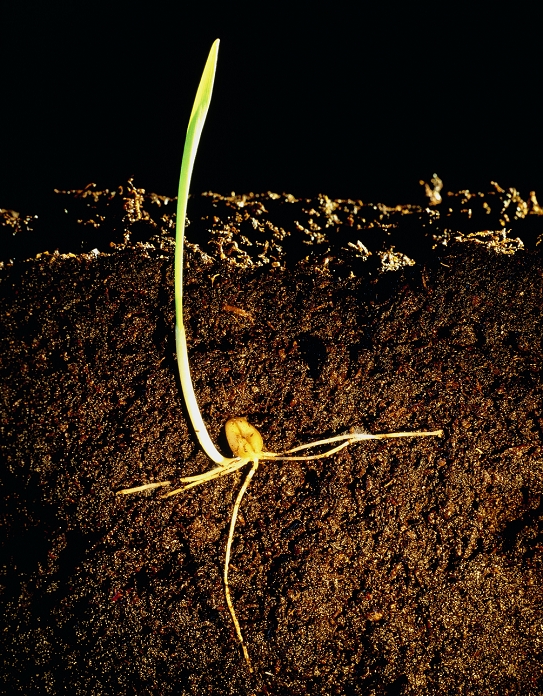 Germination of a wheat seed in soil with half the pot removed to show the development of the roots & shoots below the surface. The green embryonic shoot or plumule, is seen here to have grown up through the earth to the surface. This contains chloroplasts which means that it can make food by photosynthesis. There is a tap root growing downwards which was the original embryonic root or radicle, as well as four lateral roots. These hold the plant firmly in the ground & supply it with water and minerals. In some places little hairs project off these roots. These are called root hairs which increase the root's surface area & so speed up the rate at which water can be absorbed.