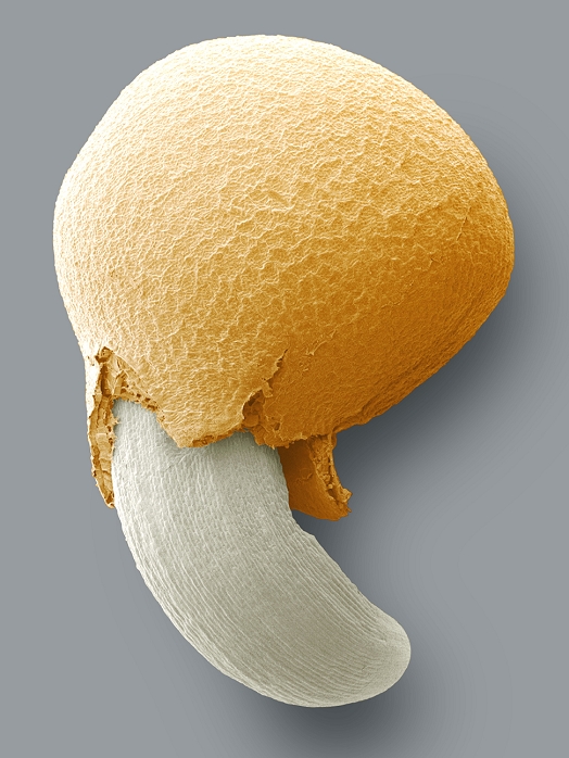Germinating seed. Image 1 of 4. Coloured scanning electron micrograph (SEM) of one of the earliest stages of the germination of a plant seed. The radicle (white), the embryonic root, is beginning to emerge from the seed coat (testa, brown). This can be prompted by a number of things, including light, warmth and the presence of water. The rest of the embryonic plant is still inside the seed. Eventually, the embryonic shoot (plumule) will emerge and seed leaves (cotyledons) will begin to photosynthesise while the root gathers nutrients from the soil. This is a swede (Brassica napus) seed. For a sequence of seed germination, see images B787/394-397 and B787/398.