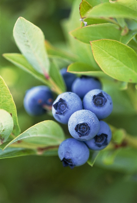 Blueberries. View of blueberries growing on their shrub (Vaccinium sp. ). These plants are native to North America, where many hybrids are grown for their sweet fruit. This photograph was taken in British Columbia, Canada.