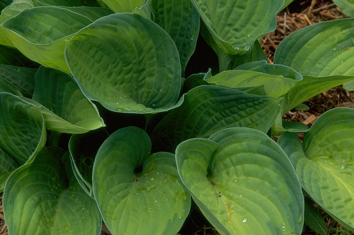 Hosta GOLD STANDARD. Plantain Lily close up of foliage June Summer.