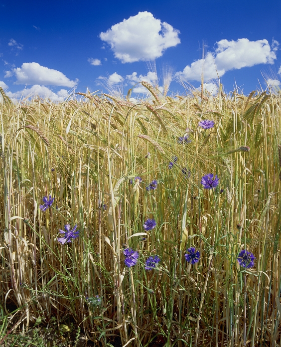Grazing rye (Secale cereale). Rye grass with Cornflowers (Centaurea cyanus). Cornflowers, like other cornfield weeds, are becoming much rare due to the use of herbicides on crops.