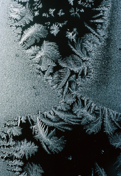 'Flowers' of hoar-frost on a window pane. When the atmosphere is full of frosty fog the water vapour in the air will crystallize out on the slightest rough surface; in this case the scratches on the glass surface. The crystals formed have hexagonal symmetry owing to the fixed shape of the water molecule. The latter comprises 2 hydrogen atoms making an angle of 105 degrees with 1 oxygen atom. The molecules can acheive a stable crystal only when in an hexagonal arrangement.