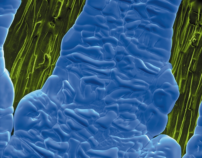Frost on grass. Coloured environmental scanning electron micrograph (ESEM) of frost (blue) on a blade of grass. Unlike a conventional scanning electron microscope (SEM), samples can be examined in an environmental SEM without being desiccated or coated in gold. Magnification unknown.