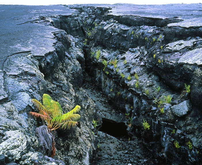 Lava fault. Fractured crust of lava caused by volcanic faulting. The cooled lava has been faulted by the pressure of magma within the magma chamber beneath the volcanic summit. Magma is hot, molten rock below the earth's surface that is sometimes erupted as lava. An ama'u fern, Sadleria sp., can be seen growing at lower left. Photographed in Kilauea Southwest Rift Zone, Hawaii, USA.