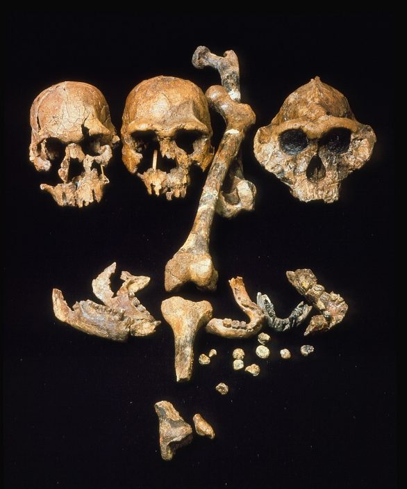 Collection of hominid fossil skulls discovered during expeditions at East Turkana, Kenya during the 1970s and 1980s. The expeditions were under the direction of Richard Leakey. The skulls are, from left Homo habilis, also known as the 1470 skull, Homo erectus & Australopithecus robustus. Also visible are hominid limb bones and mandibles. These three species were contemporaneous at around 1.5 million years ago. Their find in the same geological deposits put an end to the single-line hypothesis, stating that human evolution, unlike other mammals, progressed without variations, extinctions or proliferations of species.