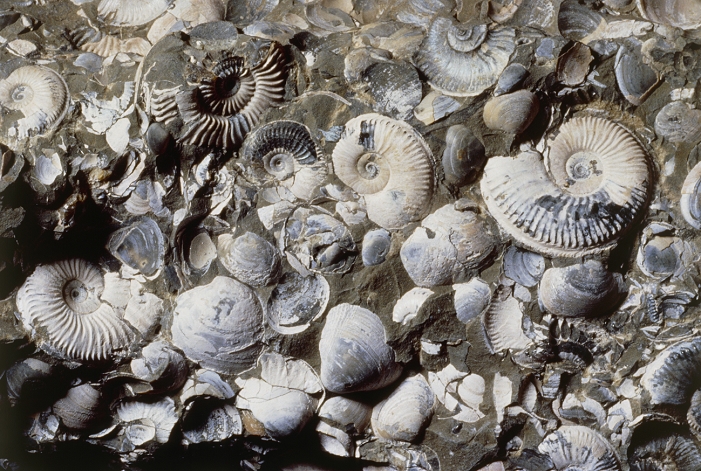 Assortment of fossilized ammonites, Amoeboceras sp. (coiled) and bivalves Protocardia sp. The specimen is from the Oxfordian Jurassic period, approximately 160 million years old. Ammonites are coiled extinct molluscs belonging to the class of Cephalopoda. Located in Heath and Reach, Bedfordshire, U.K.