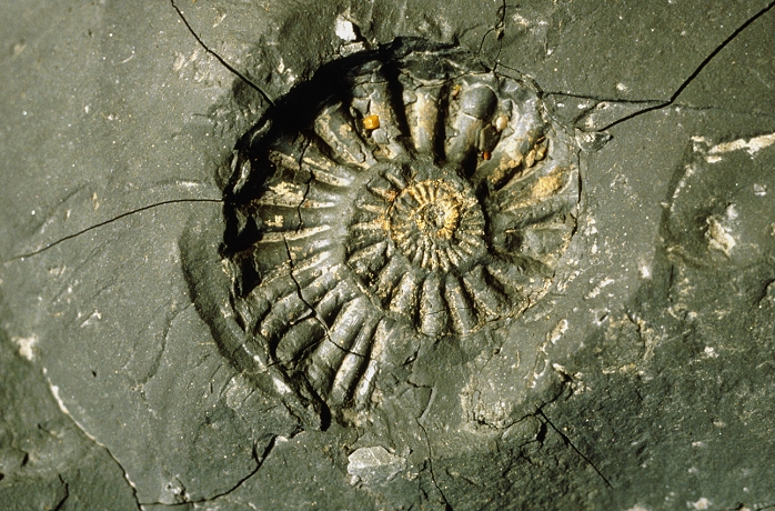 An ammonite in clay on the Dorset coast. Ammonites are an extinct class of Cephalopoda. They first appeared during the Lower Devonian period and were extinct in the Upper Cretaceous.